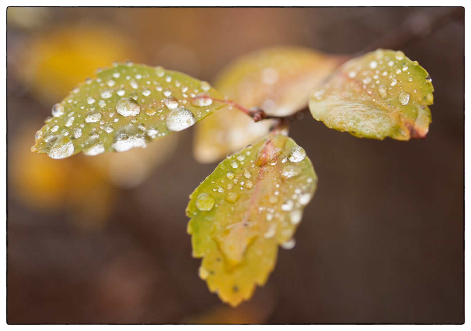 Nieselregen