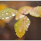 Nieselregen