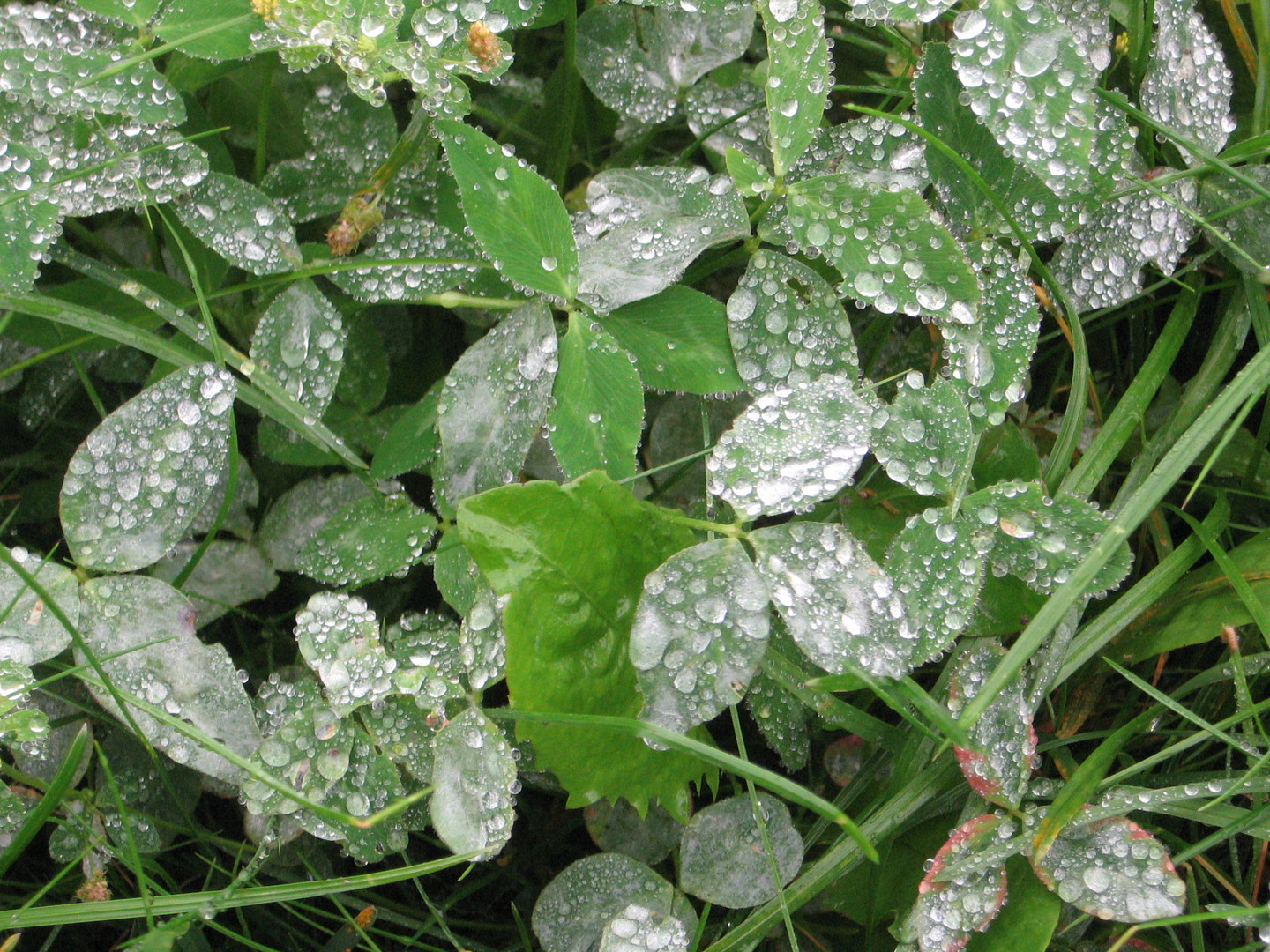 Nieselregen auf Gras und Klee