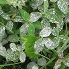 Nieselregen auf Gras und Klee