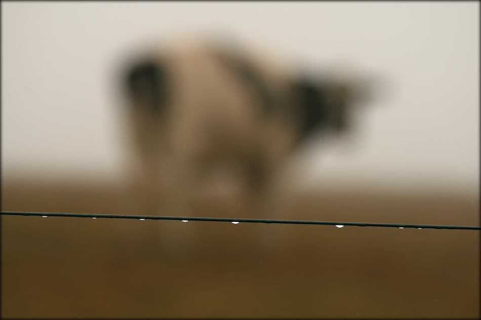 Nieselregen