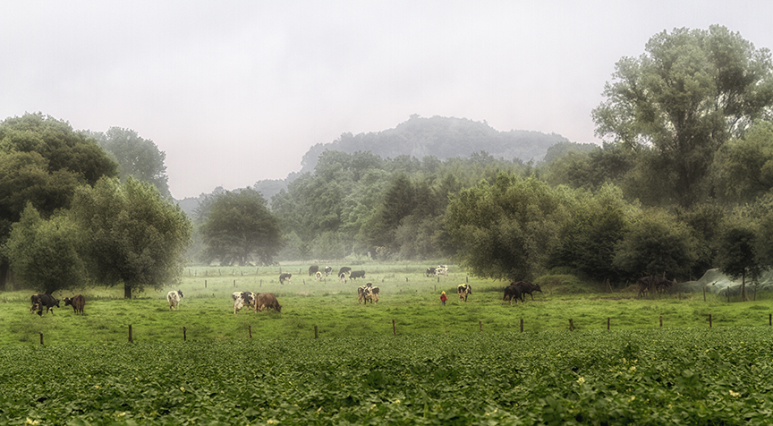 Nieselregen mit Nebel