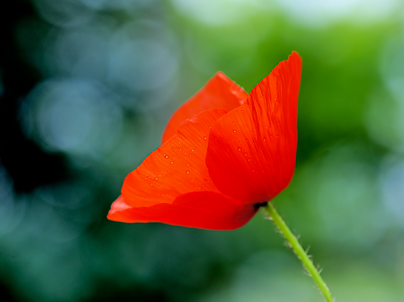 Nieselregen-Mohn