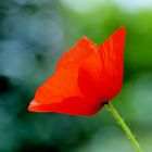 Nieselregen-Mohn