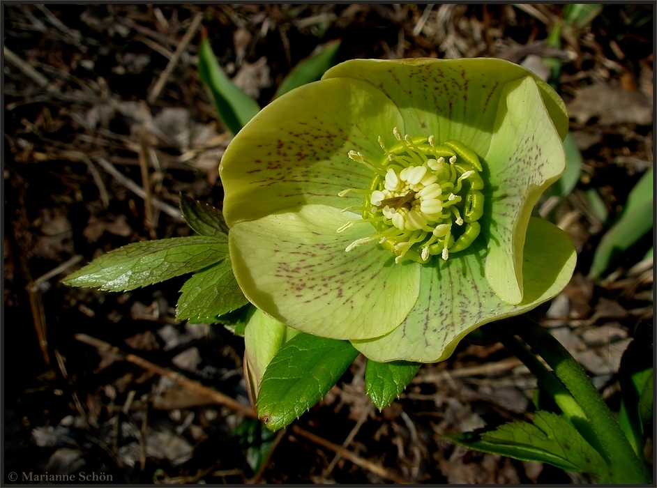 Nieswurz... Foto & Bild | natur, frühblüher, pflanzen Bilder auf ...