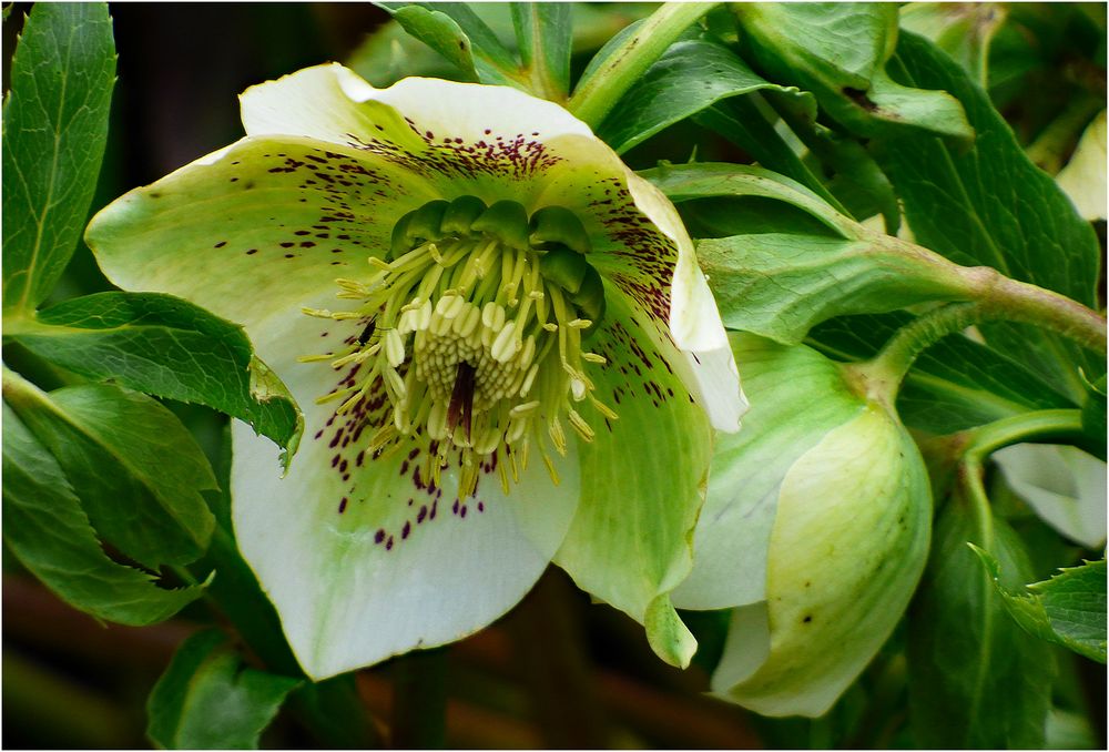 Nieswurz Foto & Bild | natur, blüten, kleinpflanzen Bilder auf ...