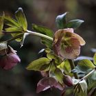 Nieswurz (Helleborus)