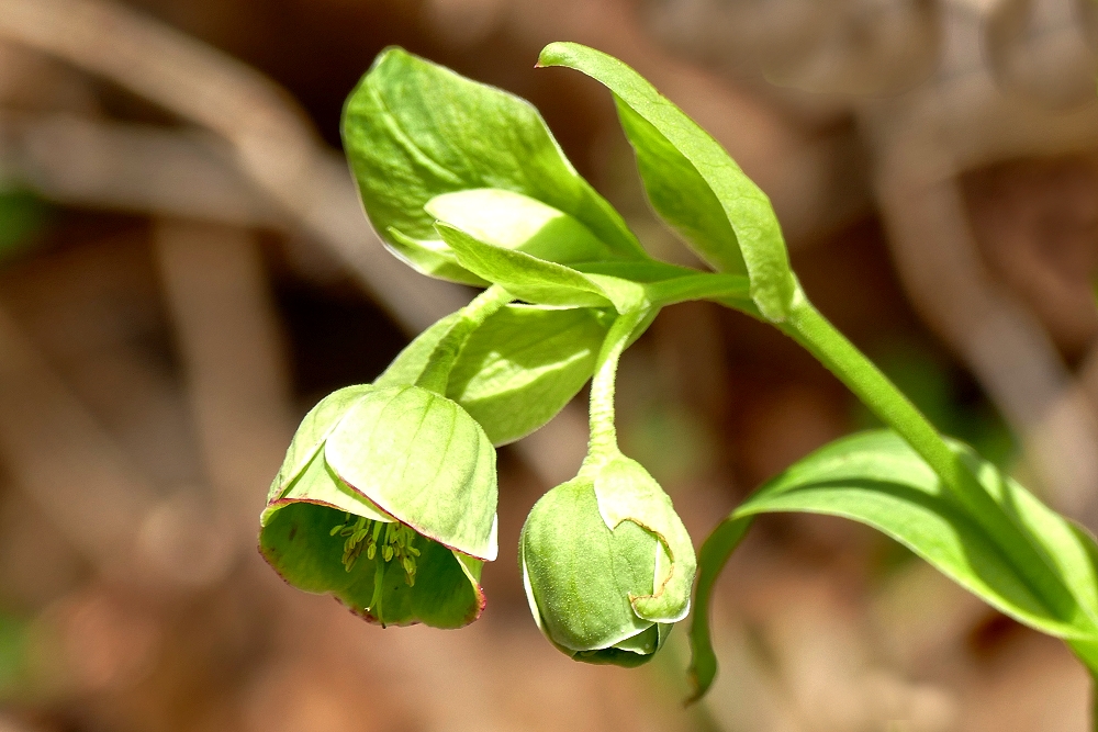 Nieswurz (Helleborus)