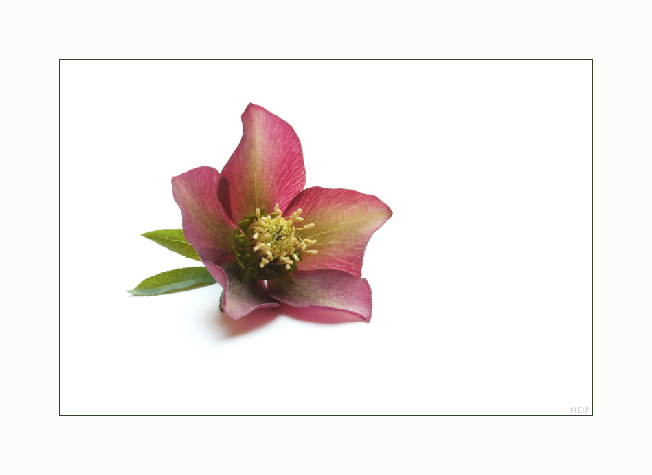 Nieswurz (Helleborus orientalis) 2