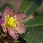 Nieswurz Hybride (Helleborus x sternii).