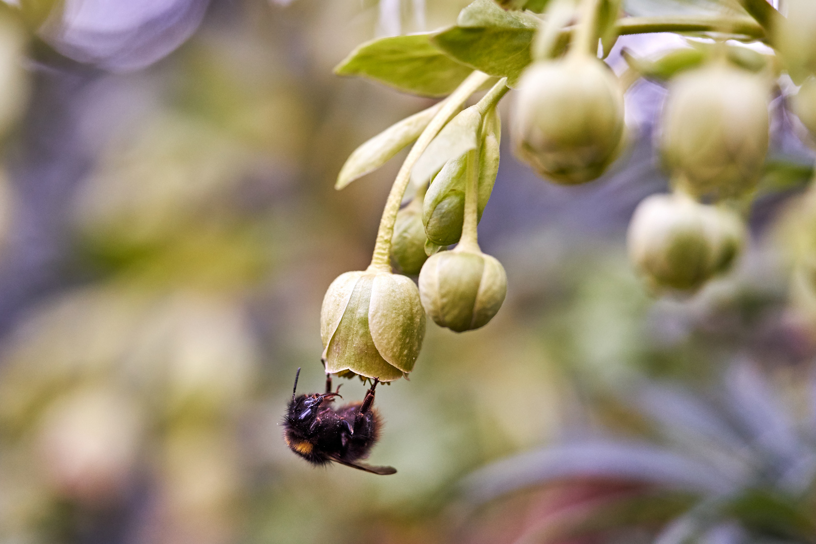 Nieswurz mit der ersten Hummel 2019