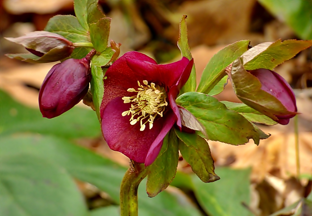 Nieswurzblüte.