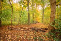 Nieuw Amelisweerd - Markiezen Bos - 01