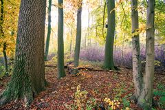 Nieuw Amelisweerd - Markiezen Bos - 05