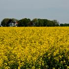 Nieuweschans - Langeweg - Field of rapeseed - 01