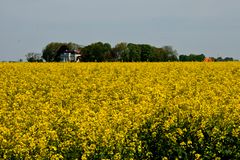 Nieuweschans - Langeweg - Field of rapeseed - 01