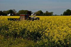 Nieuweschans - Langeweg - Field of rapeseed - 02