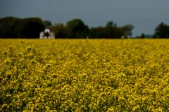 Nieuweschans - Langeweg - Field of rapeseed - 04