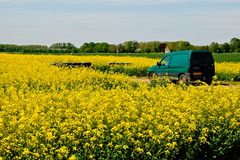 Nieuweschans - Langeweg - Field of rapeseed - 05