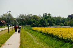 Nieuweschans - Langeweg - Field of rapeseed - 06