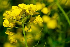 Nieuweschans - Langeweg - Rapeseed - 04