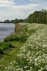 Nieuweschans - River Westerwoldse Aa