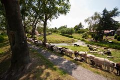 Nieuwpoort - Polder Liesveld 2