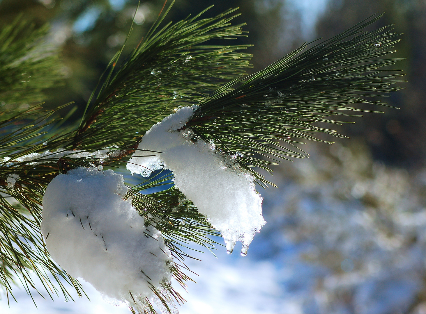 nieve en el arbol