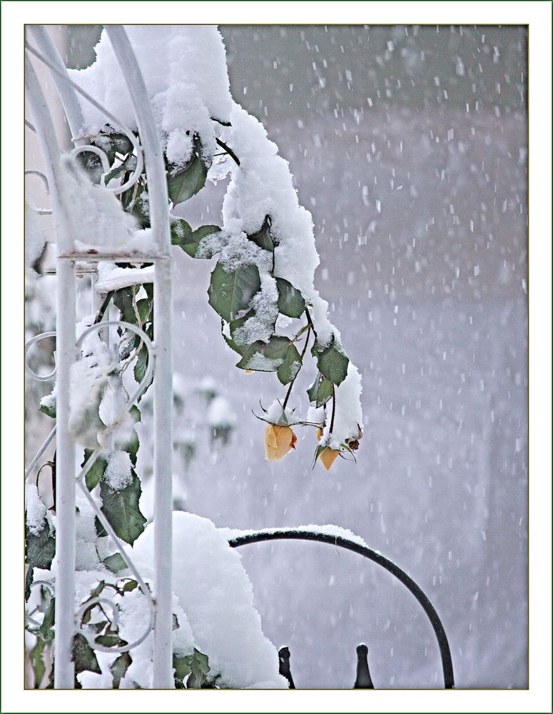 Nieve en el jardìn