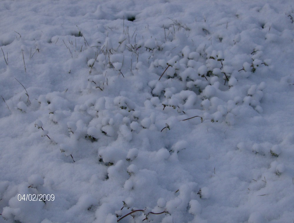 nieve sobre plantas