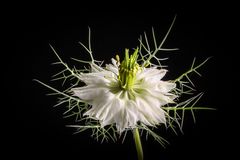 NIGELLA