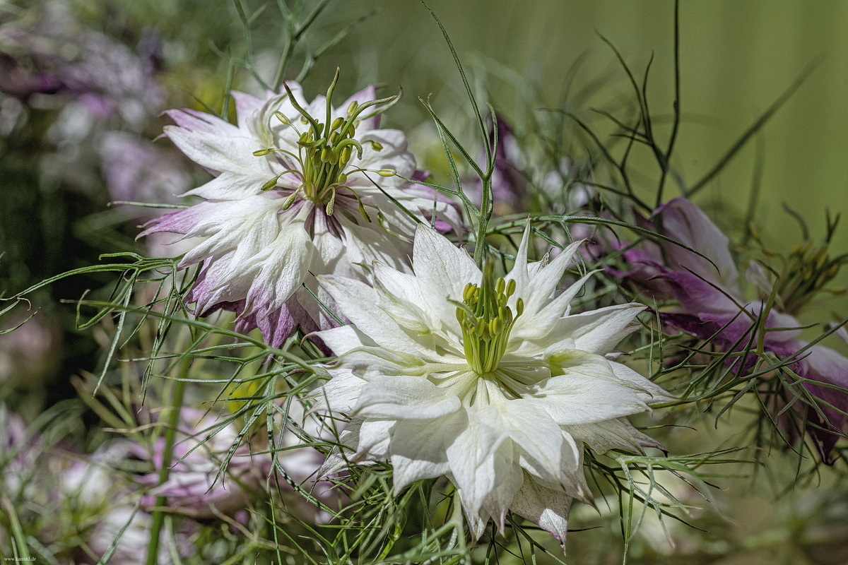 Nigella