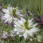 Nigella