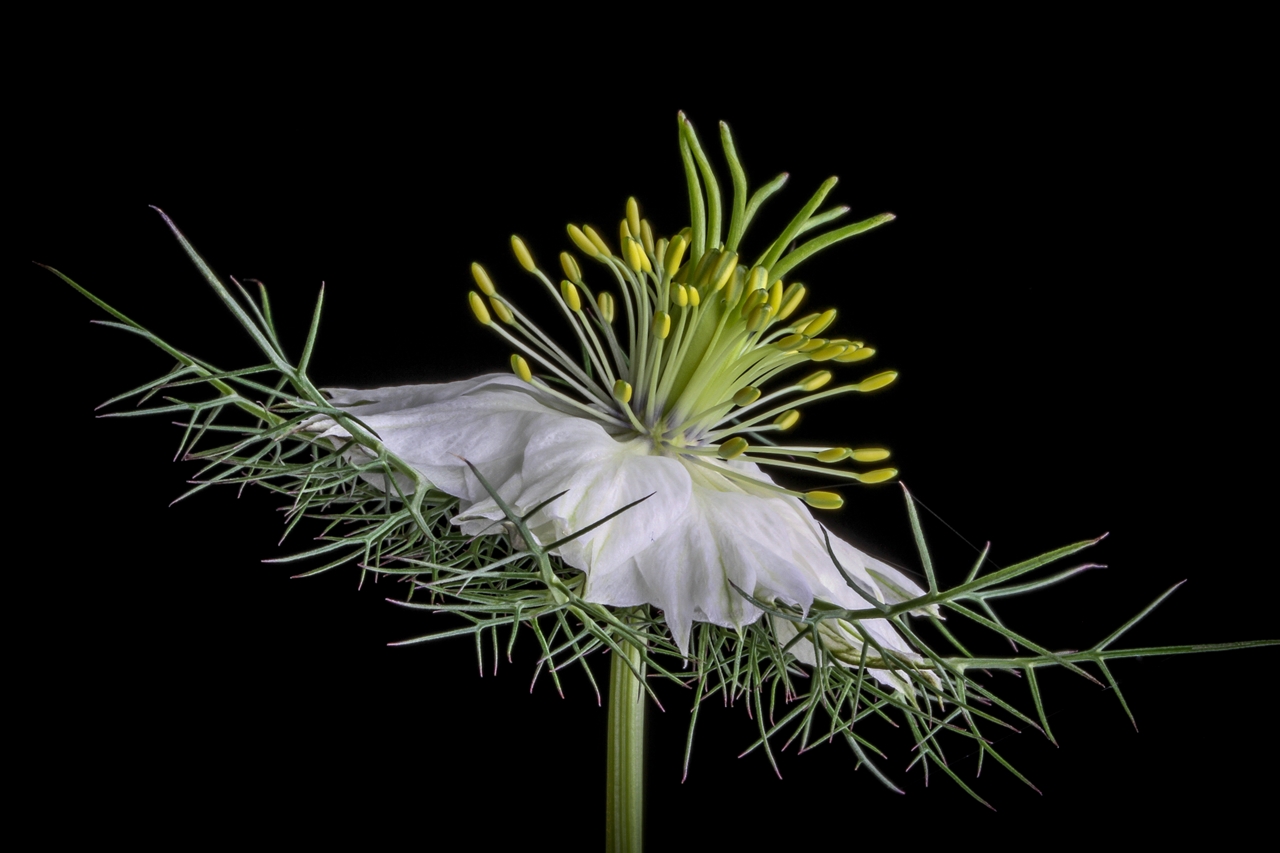 NIGELLA