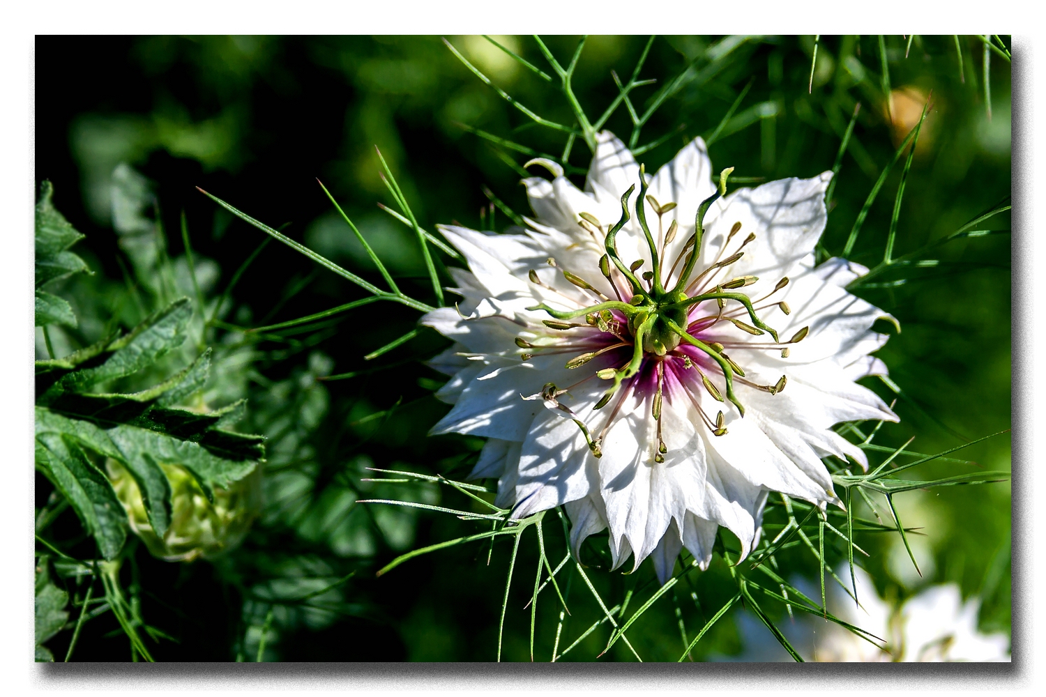 Nigella