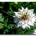 Nigella