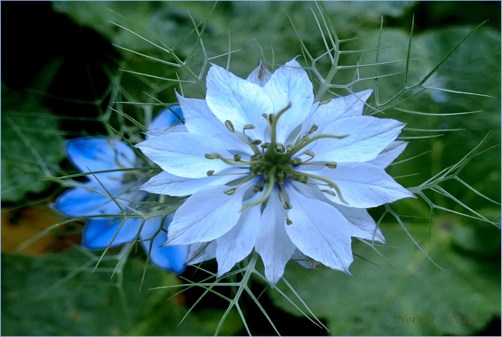  Nigella  