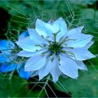  Nigella  