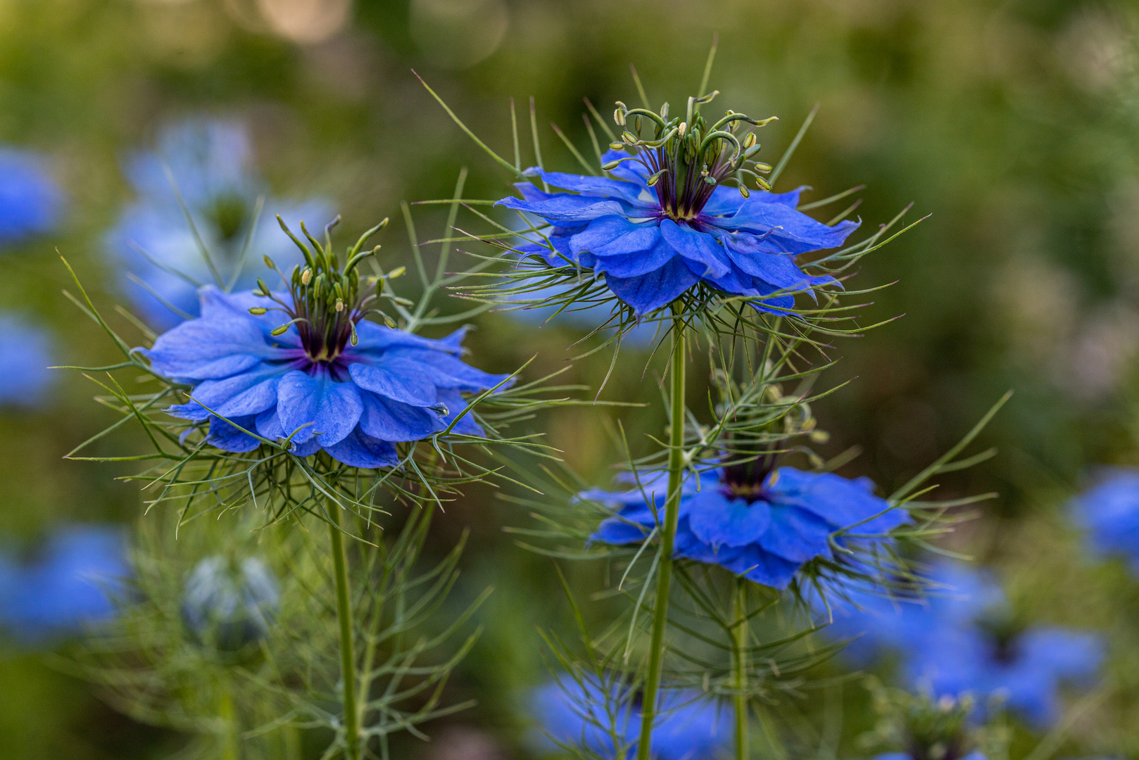 Nigella Foto & Bild pflanzen, pilze & flechten, blüten