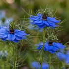 Nigella