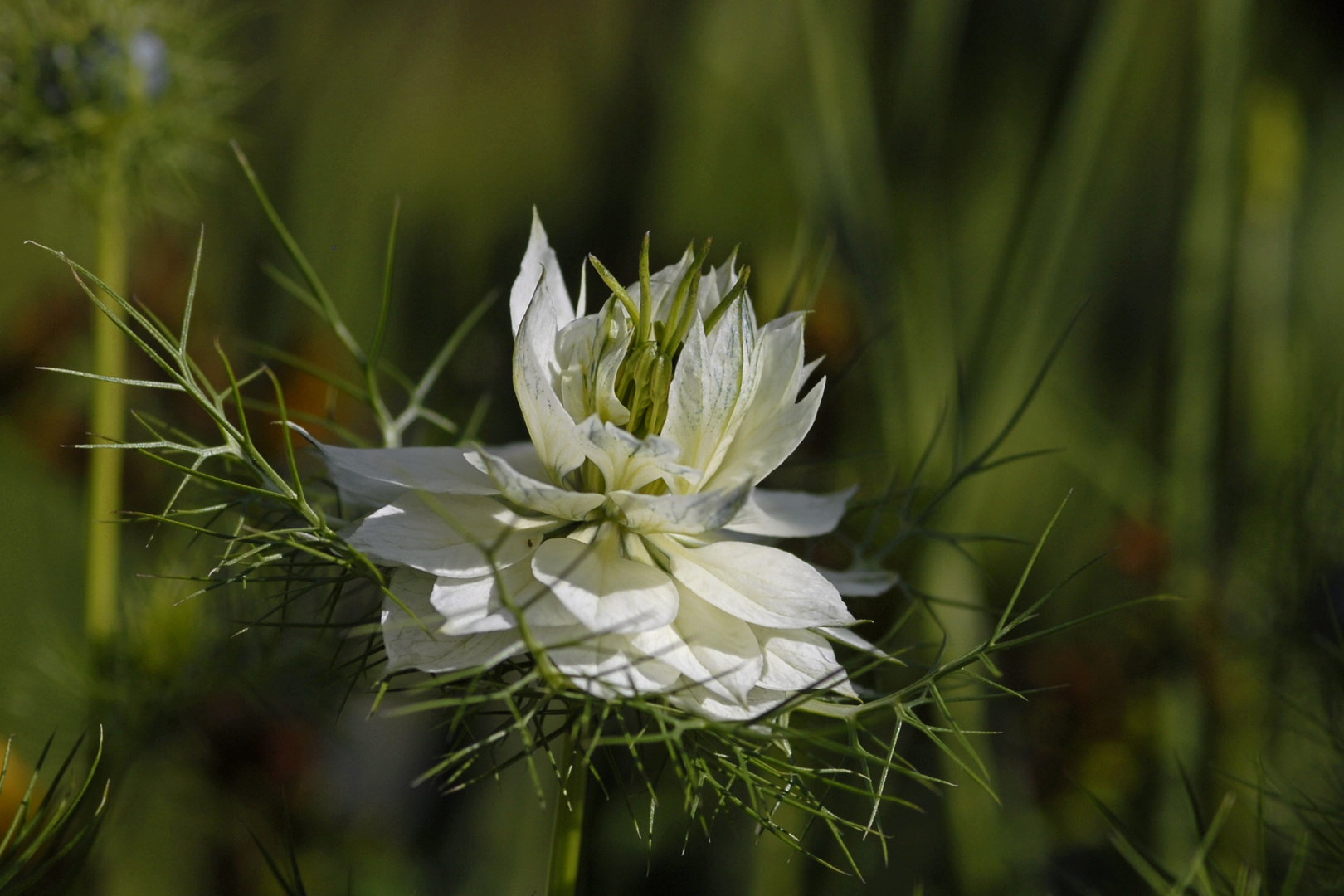 Nigella