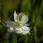 Nigella