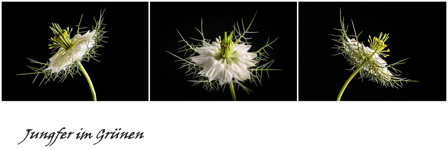 NIGELLA