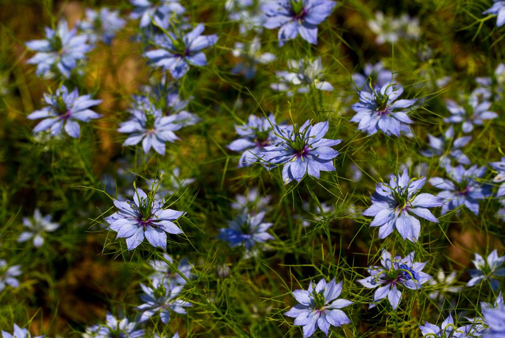 Nigella Foto & Bild pflanzen, pilze & flechten, blüten