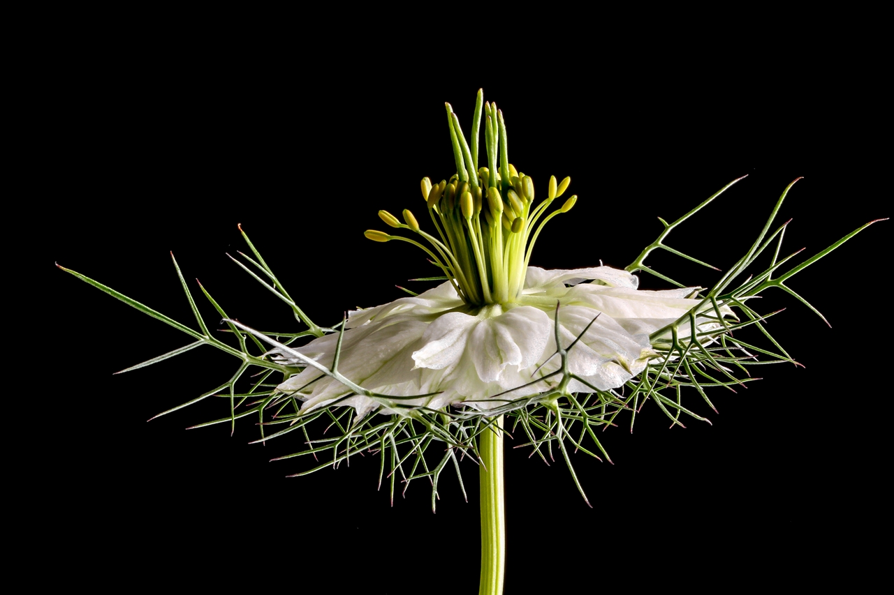 NIGELLA