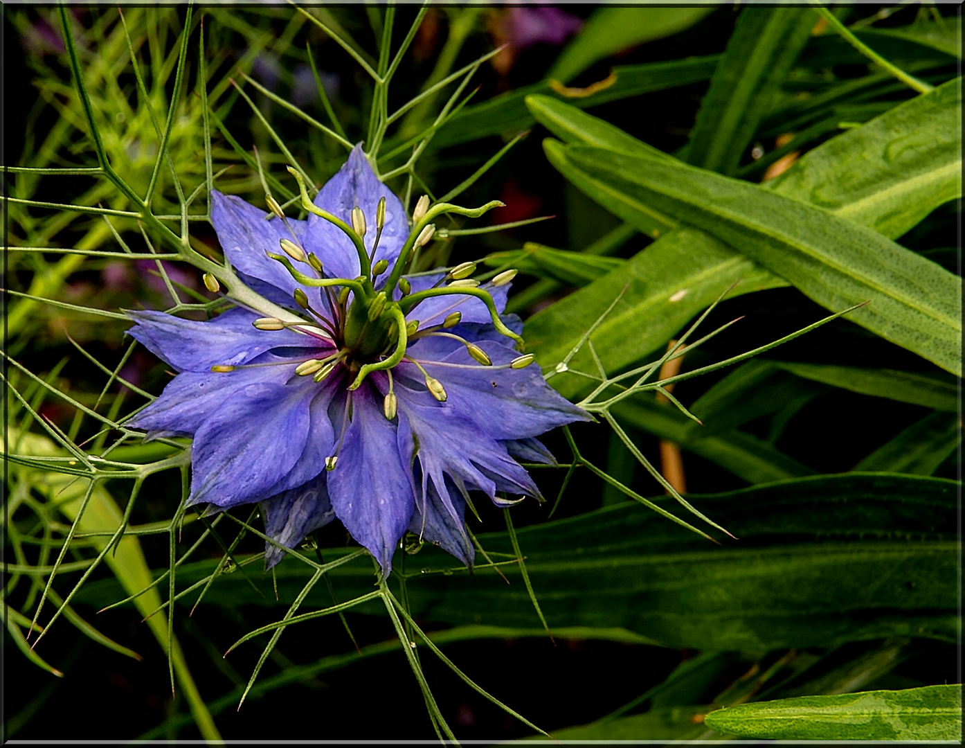 Nigella