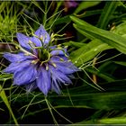 Nigella