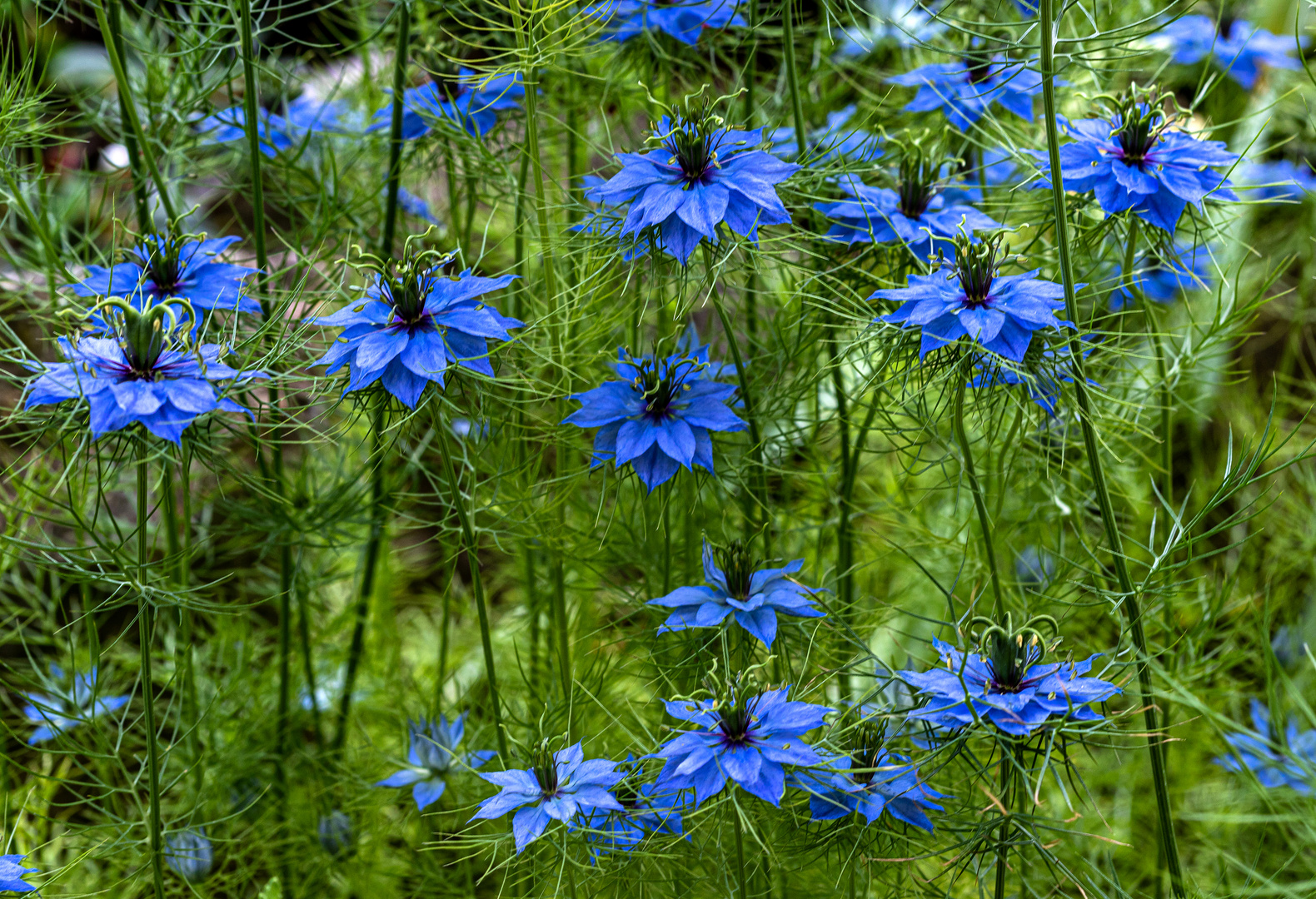 Nigella