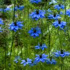 Nigella