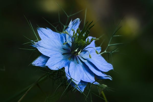 Nigella